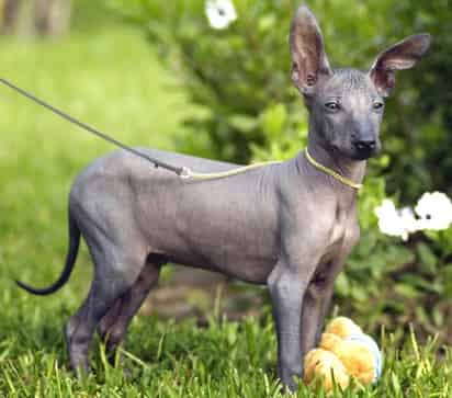 Desnudo, de piel oscura grisácea y rugosa, hocico puntiagudo y largas orejas, el perro sin pelo de Perú por mucho tiempo fue menospreciado en el país por su apariencia. (AP)