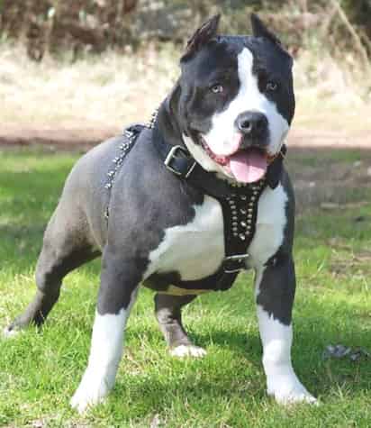 un hombre murió atacado por un rottweiler y un niño falleció 'devorado' por dos pitbulls.