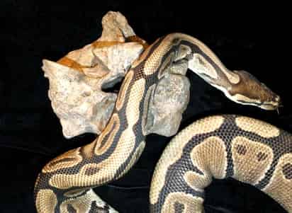 Monstruo. En la imagen se observa la comparación entre la vértebra de la Titanoboa cerrejonensis con un ejemplar de una serpiente pitón.
