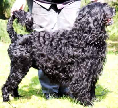 La primera dama dijo que a ella le parece bien un perro de aguas portugués, y que sus hijas disfrutarán su mascota después de las vacaciones de Semana Santa. (Archivo)