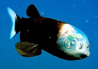 Este tipo de peces se adapta continuamente a su ambiente.