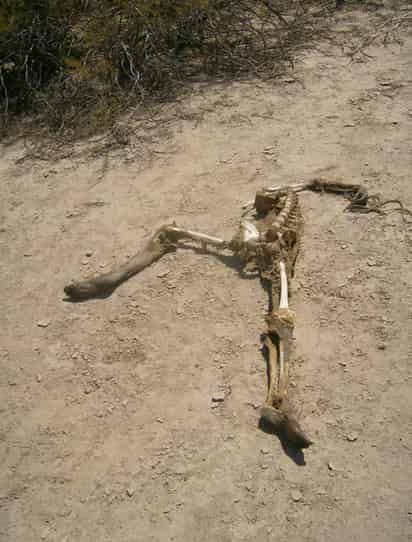 Hallazgo. La osamenta de una persona del sexo femenino -se calcula una edad de entre 16 y 18 años-, fue localizada en la carretera estatal 75.