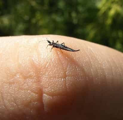 Los thrips tienen un cuerpo alargado, seis patas, dos antenas y dos pares de alas parecidas a plumas; generalmente son de color café oscuro o negro y viven entre 15 y 40 días.