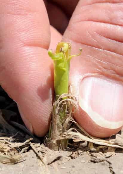 Los científicos hallaron polen y carbón en sedimentos lacustres que indicaban que se habían despejado algunos sectores de la selva para crear parcelas de cultivo.