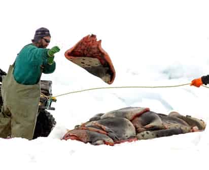 El total permitido este año ha sido fijado en 280 mil focas, comparado con 275 mil el año pasado. (EFE)