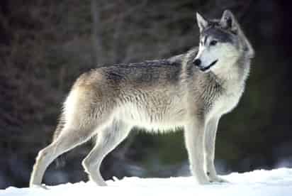 Endogamia produce deformaciones en lobos