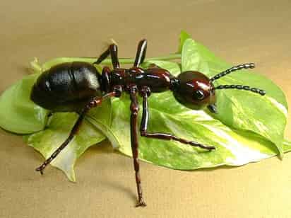 La primera especie identificada por los biólogos que es capaz de reproducirse sin ningún tipo de intercambio sexual y de clonarse de manera natural.