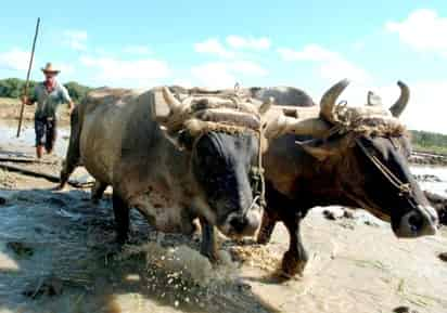 El adiestramiento de los bueyes es de 'importancia primordial' en la agricultura de la isla debido 'al alto precio de los hidrocarburos en el mercado mundial y a la carencia de otros recursos', explicó el periódico, portavoz del gobernante Partido Comunista.