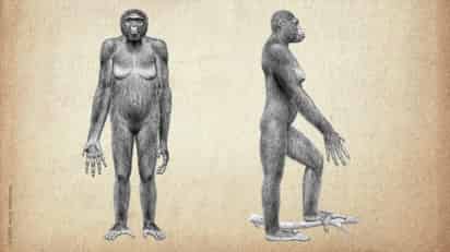 Gráfico cedido hoy, 16 de octubre de 2009, que recrea al Ardipithecus ramidus. Los secretos sobre un esqueleto femenino de 4,4 millones de años de antigüedad, al que los científicos han denominado 'Ardi' y que es el más primitivo hasta ahora hallado de un homínido, serán revelados en un documental que el domingo emitirá Discovery en Español en Estados Unidos. Según adelantó esa cadena, 'Ardi al descubierto', que se emitirá en español, es un programa de dos horas en el que se documenta la intensiva investigación iniciada en Etiopía hace 17 años cuando se descubrieron los fósiles de este Ardipithecus ramidus. EFE/Discovery en Español/SOLO USO EDITORIAL/NO VENTAS