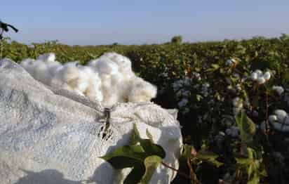 Ciclo agrícola. Para el presente año, los productores algodoneros de la Región Lagunera sembraron poco más de 20 mil hectáreas.  EL SIGLO DE TORREÓN / ARCHIVO