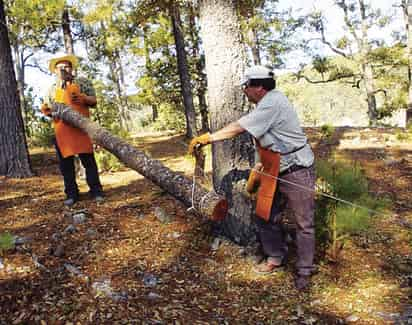 Sobresaliente. En Durango se genera casi el 30 por ciento de la producción maderable de todo el país, por lo que se debe cuidar esta riqueza durante la próxima temporada de incendios.  JOSÉ ANTONIO RODRÍGUEZ/EL SIGLO DE DURANGO