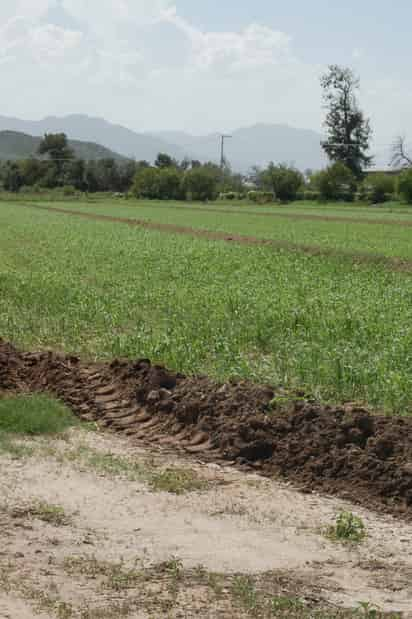 Riesgo. Para los campesinos, ha resultado más seguro sembrar forrajes, y así evitan los robos.  EL SIGLO DE TORREÓN / ARCHIVO