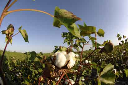 A piscar. Varios problemas han enfrentado este año los productores de algodón de la Comarca Lagunera.