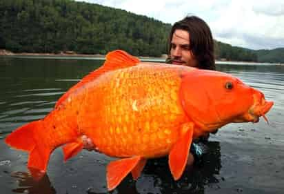 Las carpas doradas son los típicos peces ornamentales, esos que pueden vivir en una pecera.