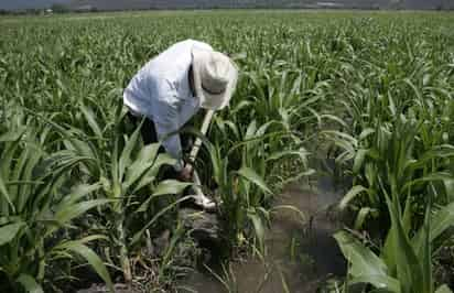 Etiqueta. Los agricultores piden que se etiqueten los recursos para el campo productivo y no se mezcle con programas de desarrollo social.