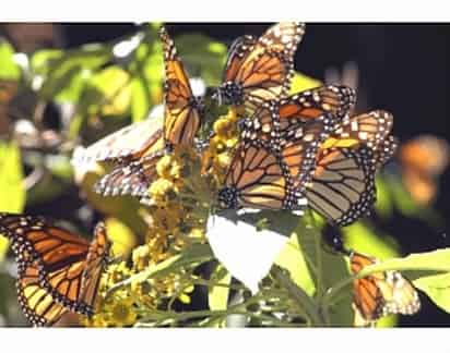 Cuidado. Los responsables de la reserva seguran que velarán por la seguridad de las millones de mariposas Monarca. 