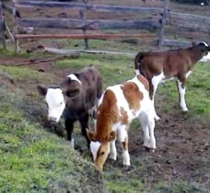 Una vaca de ocho años parió cuatro terneros en la república rusa de Bashkiria.