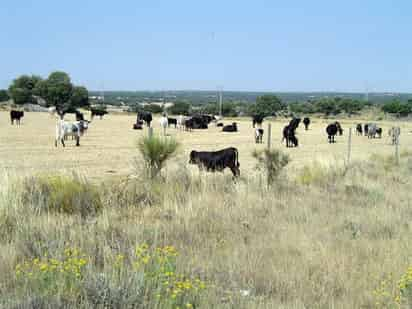 Experiencia. Uno de los sectores que puede resultar más severamente afectado por la falta de lluvias es el ganadero.  EL SIGLO DE DURANGO 