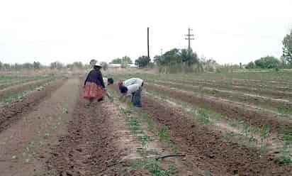 Condiciones. Más del 70% de los campesinos vive en penuria y las mujeres representan el 45% de la mano de obra productiva.