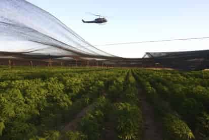 Personal castrense descubrió en Ensenada, BC, 120 hectáreas del enervante cubiertas con una malla y simuladas como plantaciones de tomate.