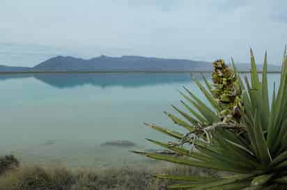 Estaba llena. Así lucía la Laguna de Churince, en Cuatrociénegas, hace cinco años.