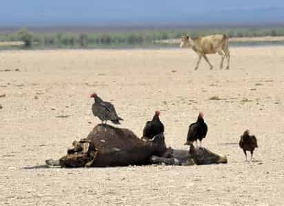 Panorama. La muerte del ganado significa que la gente no tendrá la posibilidad de alimentarse o de pagar un veterinario en alguna emergencia médica.