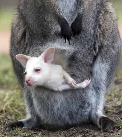 El zoológico de Duisburgo, en el oeste de Alemania, presentó en sociedad a su más joven y sorprendente ocupante: la primera cría de canguro albina nacida en cautividad en sus instalaciones.