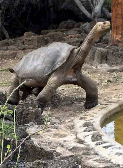 Jorge, que era un icono del archipiélago, apareció muerto el domingo en su corral del centro de crianza de tortugas gigantes en Puerto Ayora, en la isla Santa Cruz.