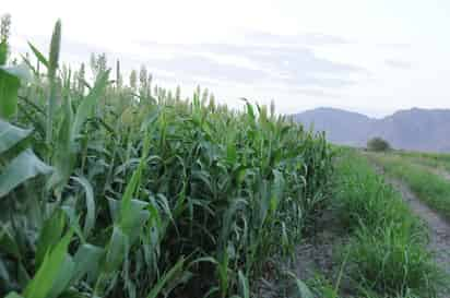 Beneficios. Lluvia, una gran ayuda para el campo.