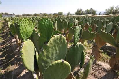 Debido a los beneficios que brinda el mucílago de nopal para modificar la viscosidad de soluciones acuosas, los investigadores propusieron que al extraer el mucílago, la solución viscosa que se obtenía podría ser una opción para mejorar el curado interno en concretos de alto comportamiento. ARCHIVO