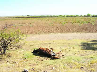 Clima. Los efectos del cambio climático han tenido repercusiones para la capital de Durango.