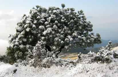 Frío. Las nevadas en varias partes del país son atribuidas al cambio climático.