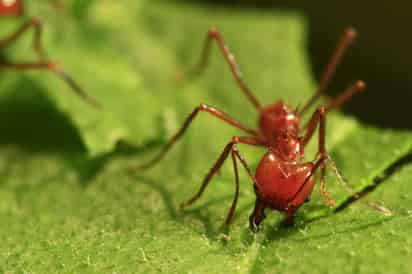 Antes de la llegada de un sismo, la hormiga roja de la madera ('formica polyctena'), que tienen su hábitat en bosques, cambia sus costumbres al interrumpir su fase de descanso nocturno y no retoma su actividad habitual hasta que pasa el terremoto. ARCHIVO