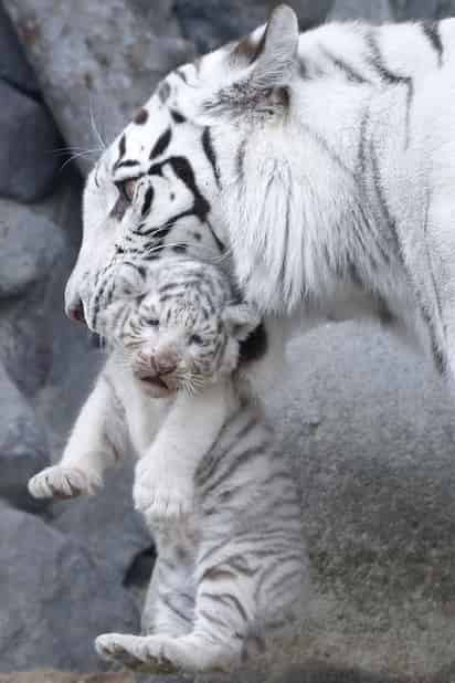 Nacen 4 cachorros de tigre blanco