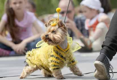 Desfile de perros