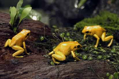 El proyecto recreó en el zoológico un ambiente similar al hábitat natural de las ranas doradas (que vive en arroyos de aguas claras de montaña) para poder criarlas en cautiverio. ARCHIVO