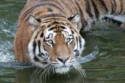 Hasta ahora, el único felino del que se había secuenciado el genoma era el gato doméstico, por lo que el estudio divulgado abre la puerta a profundizar en la evolución genética e histórica de los grandes felinos. (ARCHIVO)