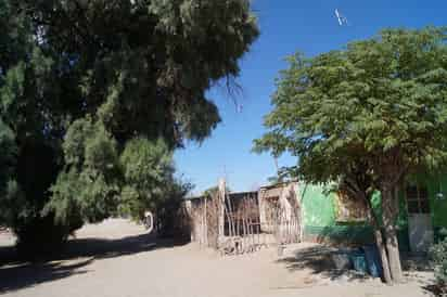 Piden solución. Vecinos del ejido El Porvenir de Abajo tienen miedo de que las ramas caigan en sus viviendas. 