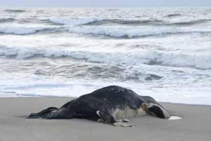Aparecen vacas muertas en playas