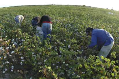 Jornales. En este año se estima que la siembra de algodón genere fuentes de empleo en San Pedro.