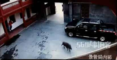 Los salvajes animales causaron temor en las calles de la ciudad oriental. (YouTube)