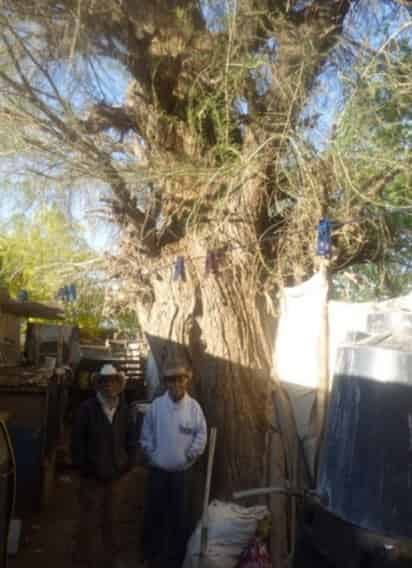 El Sabino,  donde fue encadenado el Padre de la Patria, se encuentra al interior de la casa de don Concepción Esparza Santana, en el poblado Bella Unión. Lo acompaña don Leonardo de la Cruz Martínez.