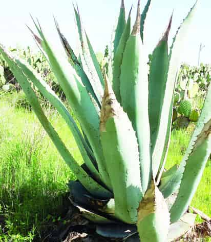 Silvestre. El agave que se usa y crece en Durango para la fabricación del mezcal puede escasear. (El SIGLO DE TORREÓN)