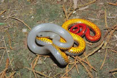 Culebra de collar amarillo (Diadophis punctatus).