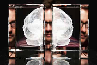 Los científicos lograron borrar un recuerdo del cerebro de una rata. (ARCHIVO)