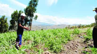 Chile. La siembra de chile inicia mal este año con la pérdida de mil 500 hectáreas.