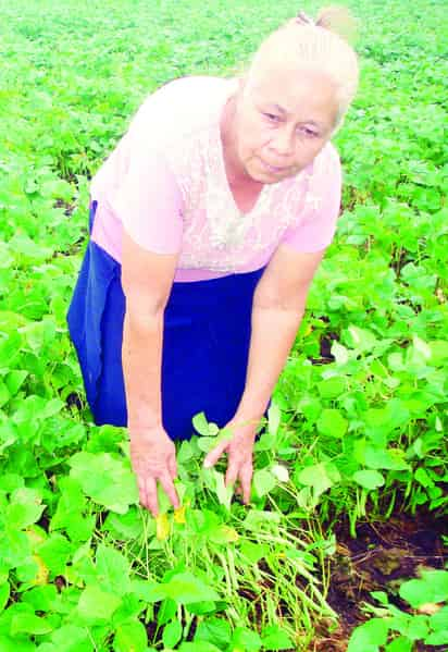 Productores. Sigue prevaleciendo la siembra del frijol en gran parte del estado.