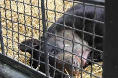 El oso negro que fuera rescatado tras ser mutilado de la mandíbula por un circo, perdió la vida en el Bioparque de Convivencia Pachuca.