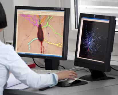 Las primeras pruebas fueron realizadas en el cerebro de ratones y el trabajo adquirió mayor relevancia tras obtener los mismos resultados con células de origen embrionario humano. (ARCHIVO)