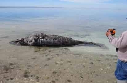 De acuerdo con Especialistas, la muerte de los cetáceos pudo deberse a causas naturales. (Twitter)